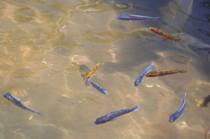 image005.JPG - Cichliden aus dem Malawi-See