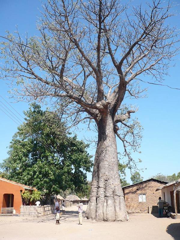image027.JPG - Baobab in Chembe