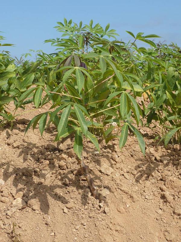 imageA014.JPG - Cassava (Maniok