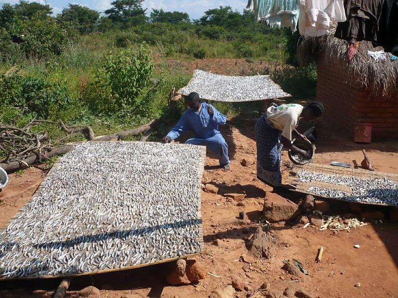 imageA016.JPG - Fische trocknen