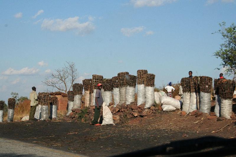 sambiaA002.jpg - hier wird viel Holzkohle  produziert