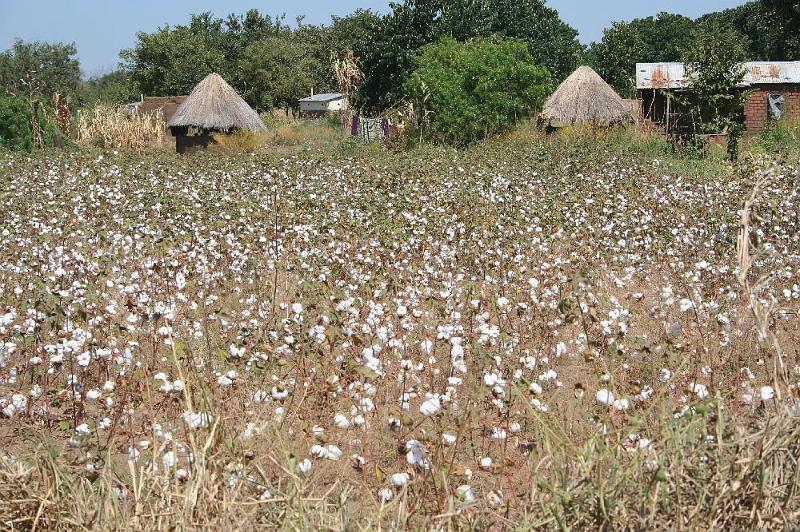 sambiaA005.jpg - Baumwolle