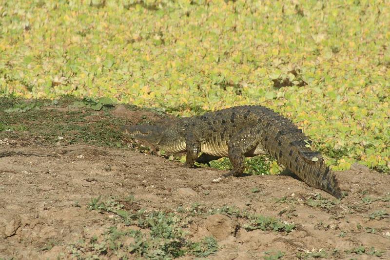 sambiaA006.jpg - Krokodil im South Luangwa NP