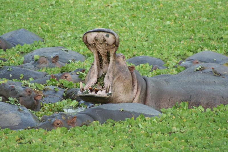 sambiaA007.jpg - Hippotime