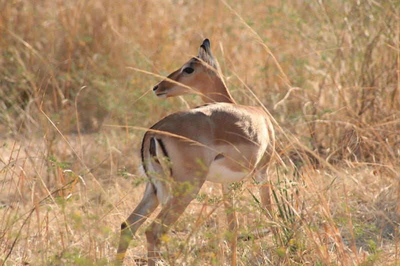 sambiaA009.jpg - Impala