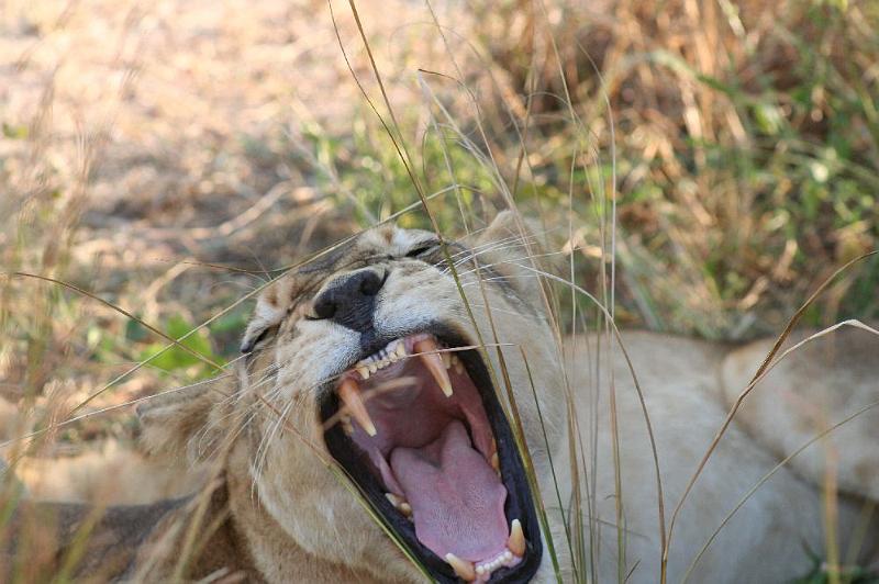 sambiaA010.jpg - müde Löwin