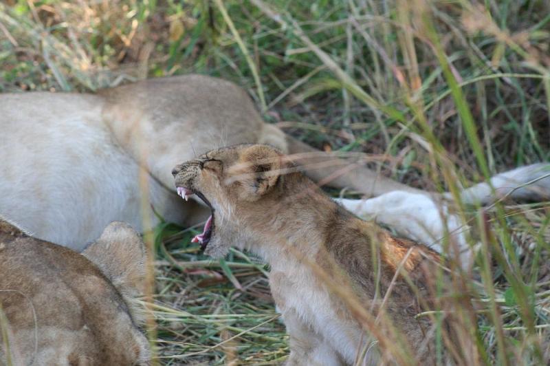 sambiaA011.jpg - der Kleine ist auch müde