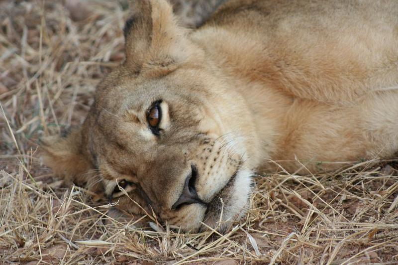 sambiaA013.jpg - Halbwüchsige(r)