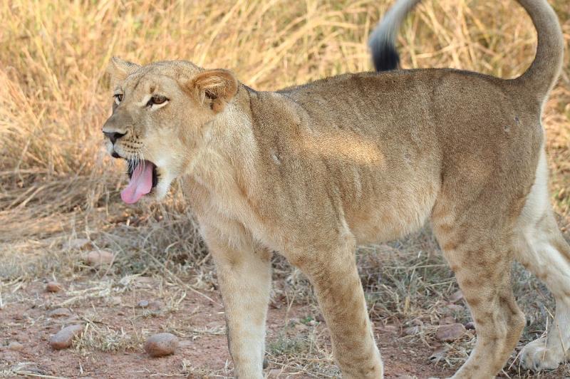 sambiaA014.jpg - ...