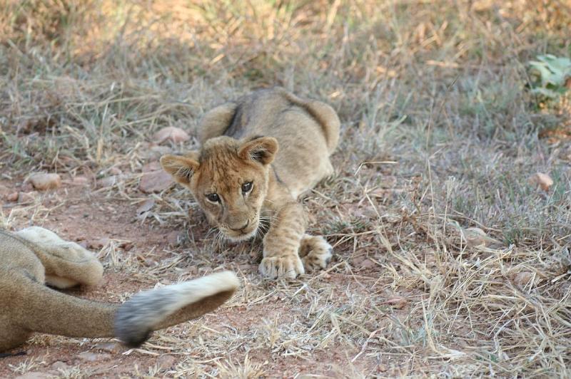 sambiaA016.jpg - Schwanz gejagt