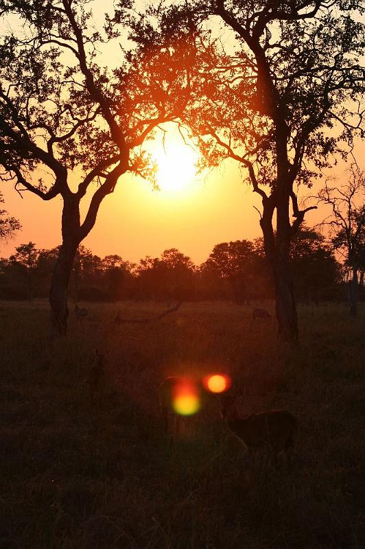 sambiaA018.jpg - Sunset im Park