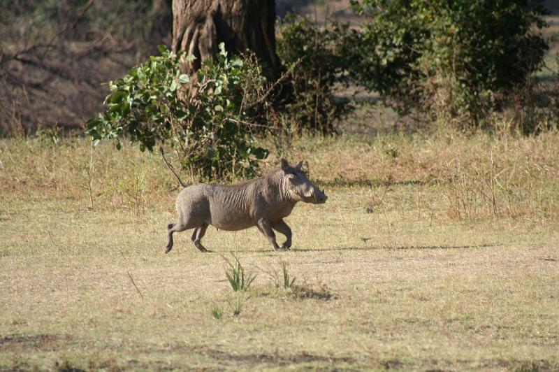 sambiaA019.jpg - Warzenschwein