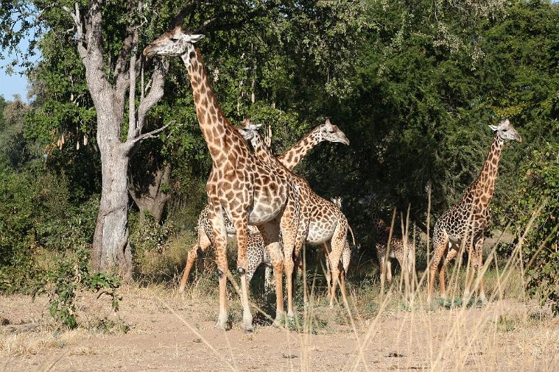 sambiaA020.jpg - Thornicroft Giraffen