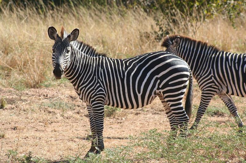 sambiaA023.jpg - Zebra