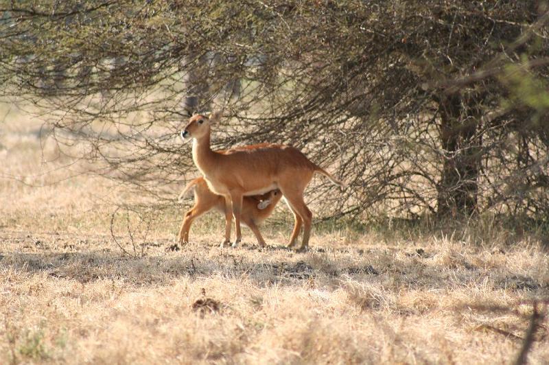 sambiaA027.jpg - durstiges kleines Puku