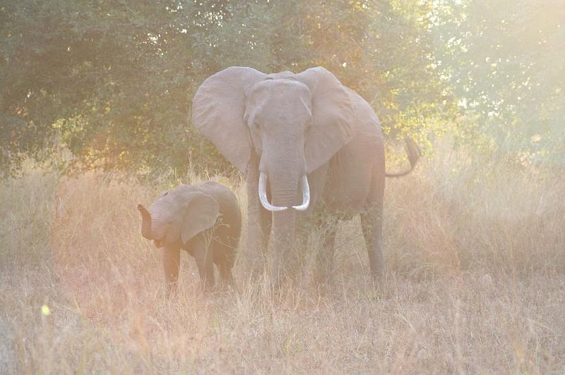 sambiaA029.jpg - bei Elefanten mit Jungen: besser Abstand halten
