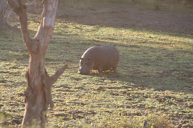 sambiaA030.jpg - grasendes Hippo (nachts auch auf dem Campingplatz)