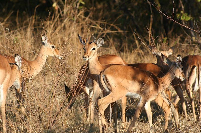 sambiaA031.jpg - Impalas