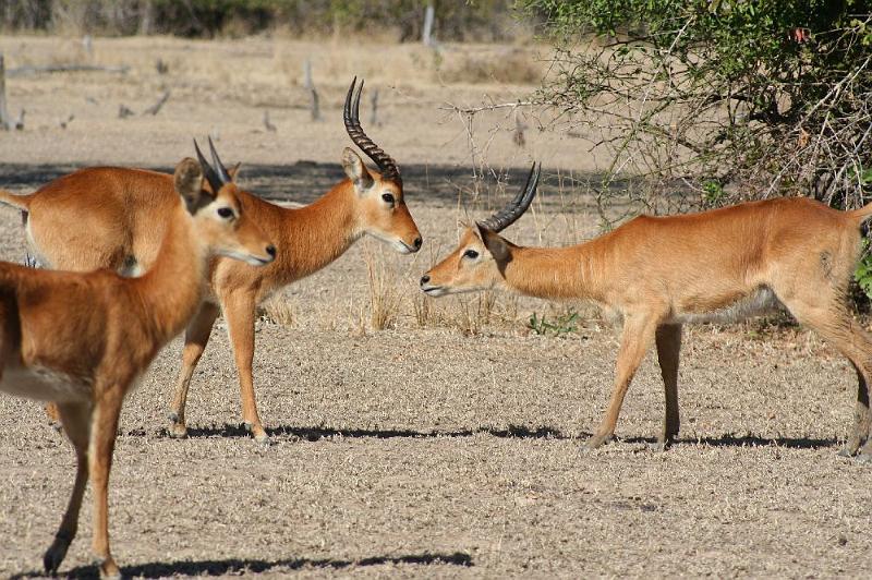 sambiaA033.jpg - Puku