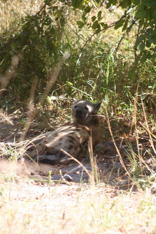 sambiaA034.jpg - Hyänen am Straßenrand