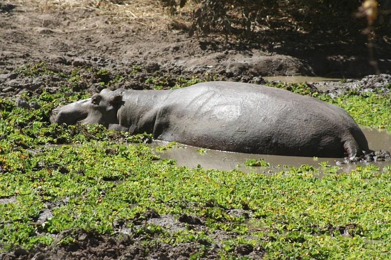sambiaA035.jpg - in jedem Teich mindestens ein Nilpferd