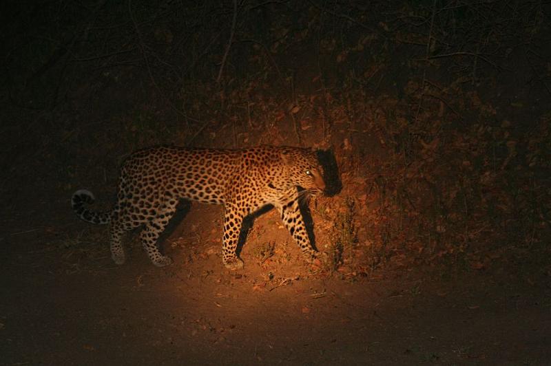 sambiaA038.jpg - unser erster Leopard!
