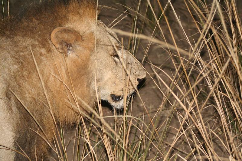 sambiaA040.jpg - männlicher Löwe beim Night-Drive