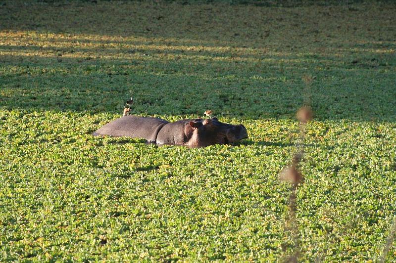 sambiaA041.jpg - ...