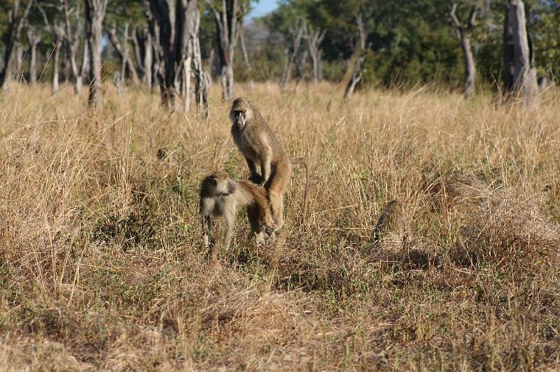 sambiaA042.jpg - Pavian-Sex