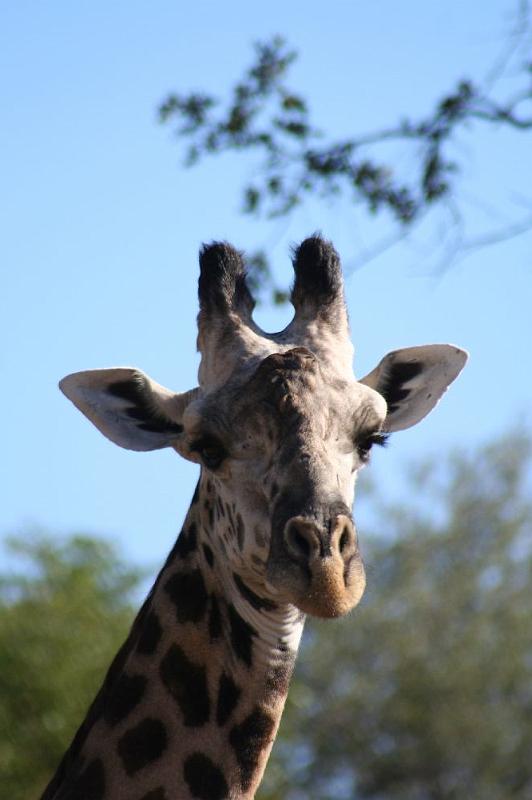 sambiaA043.jpg - was für Wimpern!