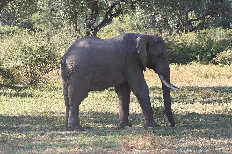 sambiaA044.jpg - Elefant Gilbert (ohne Schwanz) beim Campingplatz