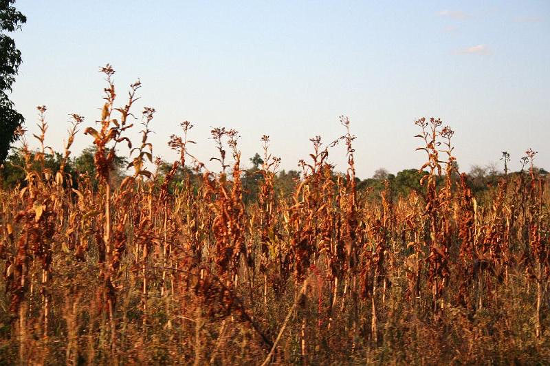 sambiaB004.jpg - Tabakanbau