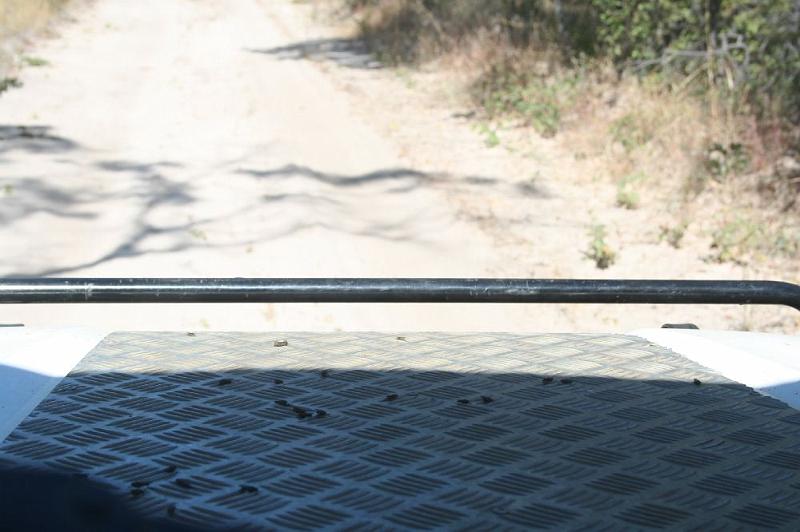 sambiaB018.jpg - Tse-Tse-Fliegen - zuhauf im Kafue NP