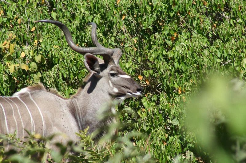 sambiaC003.jpg - Kudu-Männchen