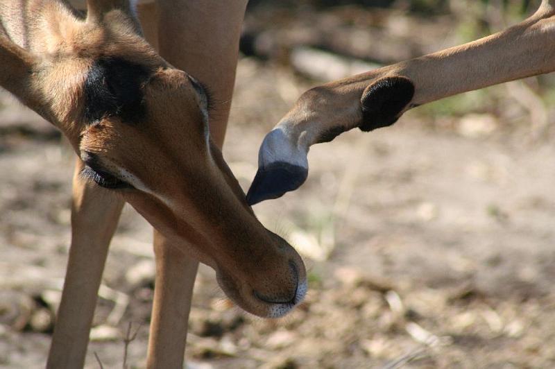 sambiaC004.jpg - Impala