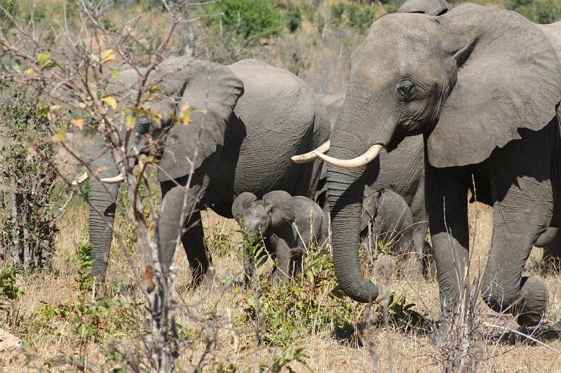 sambiaC005.jpg - eine der vielen Elefantenherden im Chobe NP