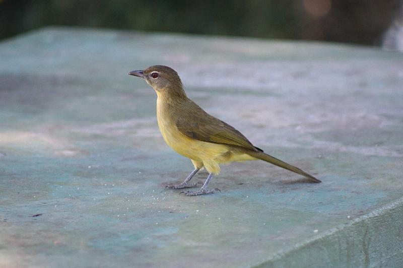 sambiaC006.jpg - aufmerksamer Besucher bei unserem Picknick
