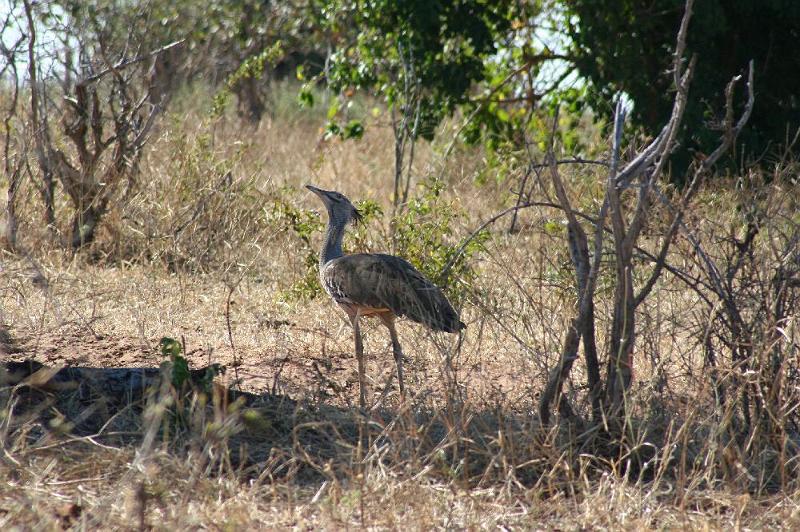 sambiaC007.jpg - Trappe