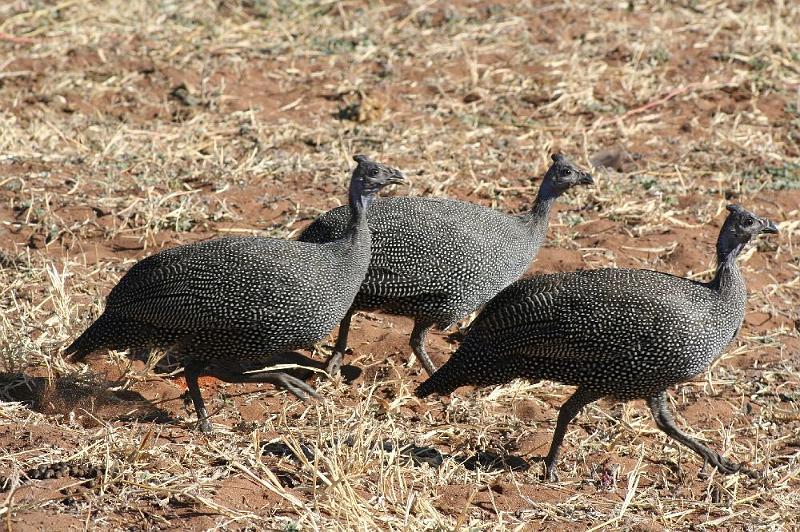 sambiaC008.jpg - Perlhühner rennen überall herum
