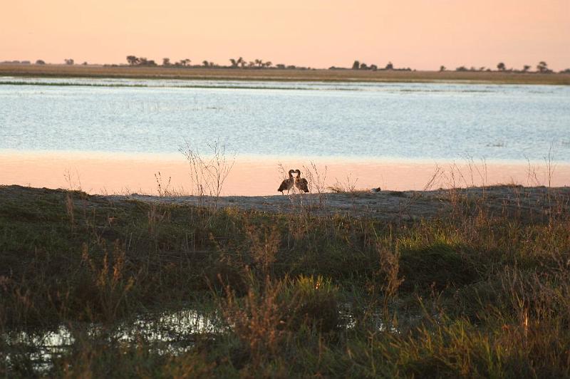 sambiaC010.jpg - Turteltäubchen am Chobe River