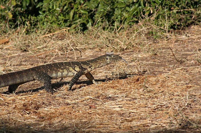 sambiaC013.jpg - Waran - ständiger Besucher unserer Campsite