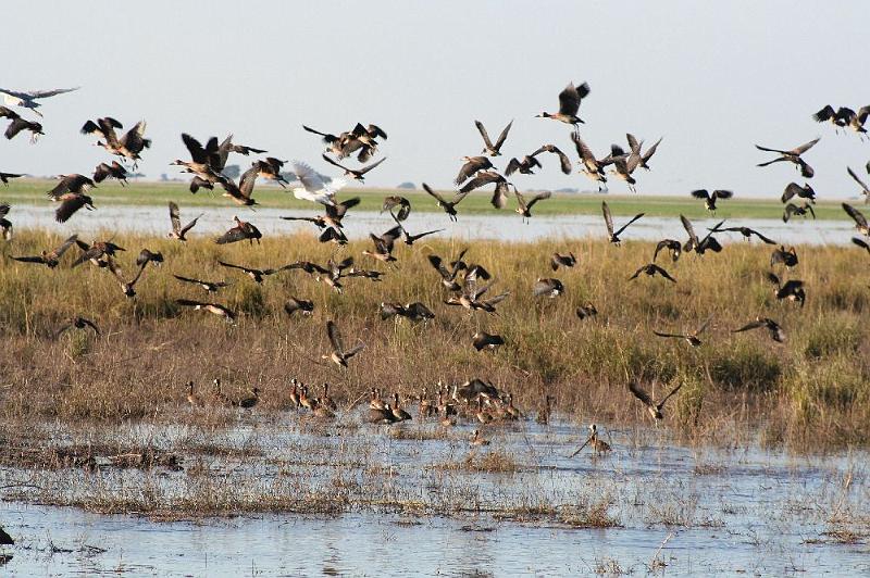 sambiaC014.jpg - Vogelliebhaber kommen am Chobe River auf ihre Kosten