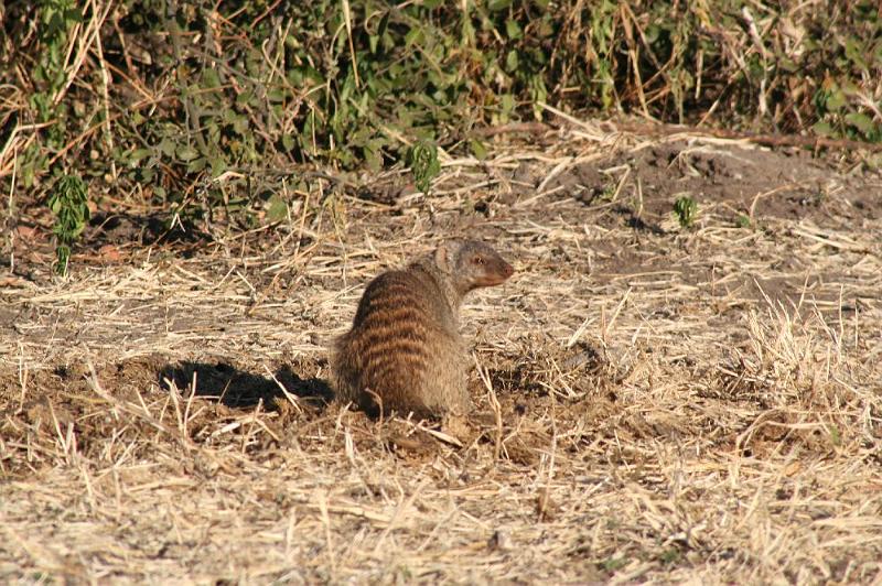 sambiaC015.jpg - Manguste