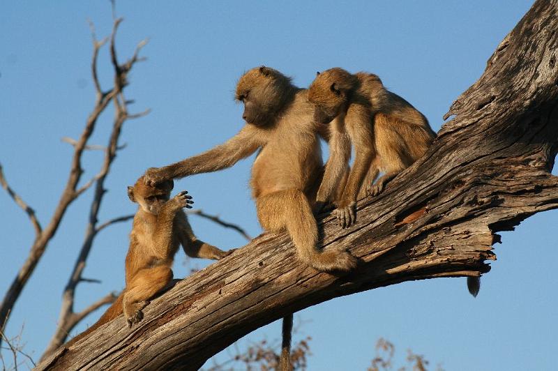 sambiaC017.jpg - Paviane bei der Morgentoilette