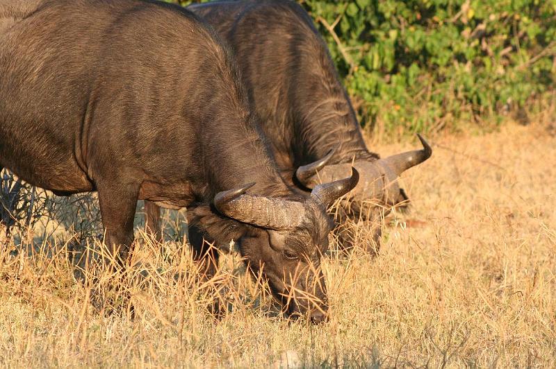 sambiaC018.jpg - Büffel - vorne das Weibchen, hinten das Männchen