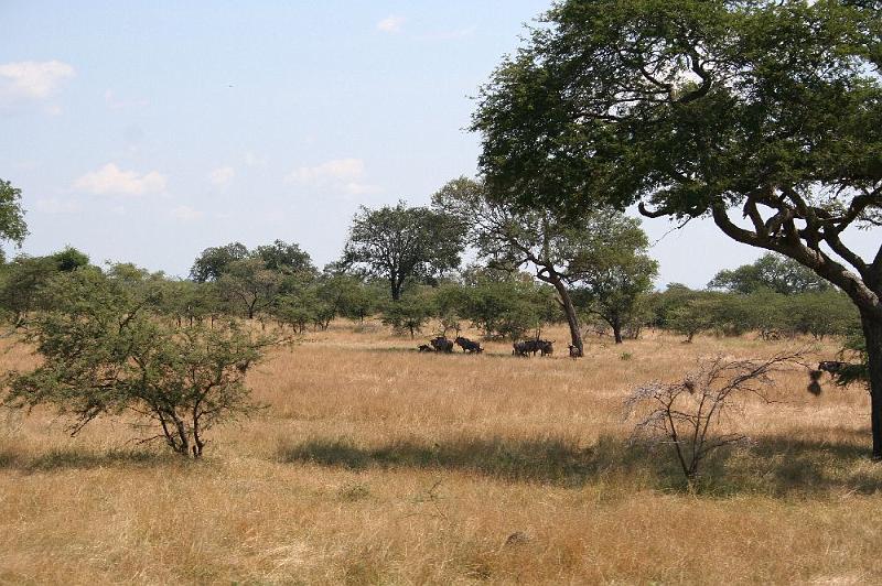 tansA006.jpg - mit dem Zug durch einen Nationalpark