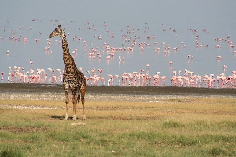 tansB001.jpg - Massai-Giraffe und unzählige Flamingos im Lake Manyara NP