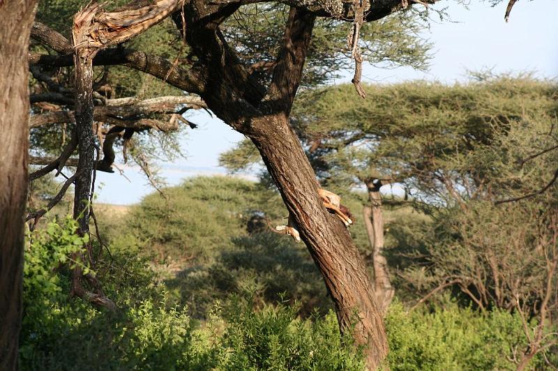 tansB002B.jpg - Impala hängt im Baum - wo ist der Leopard?