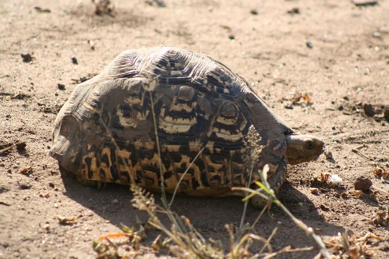 tansB004.jpg - Schildkröte
