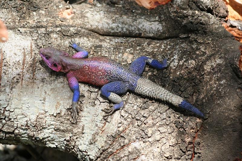 tansC003.jpg - farbenfrohe Echse